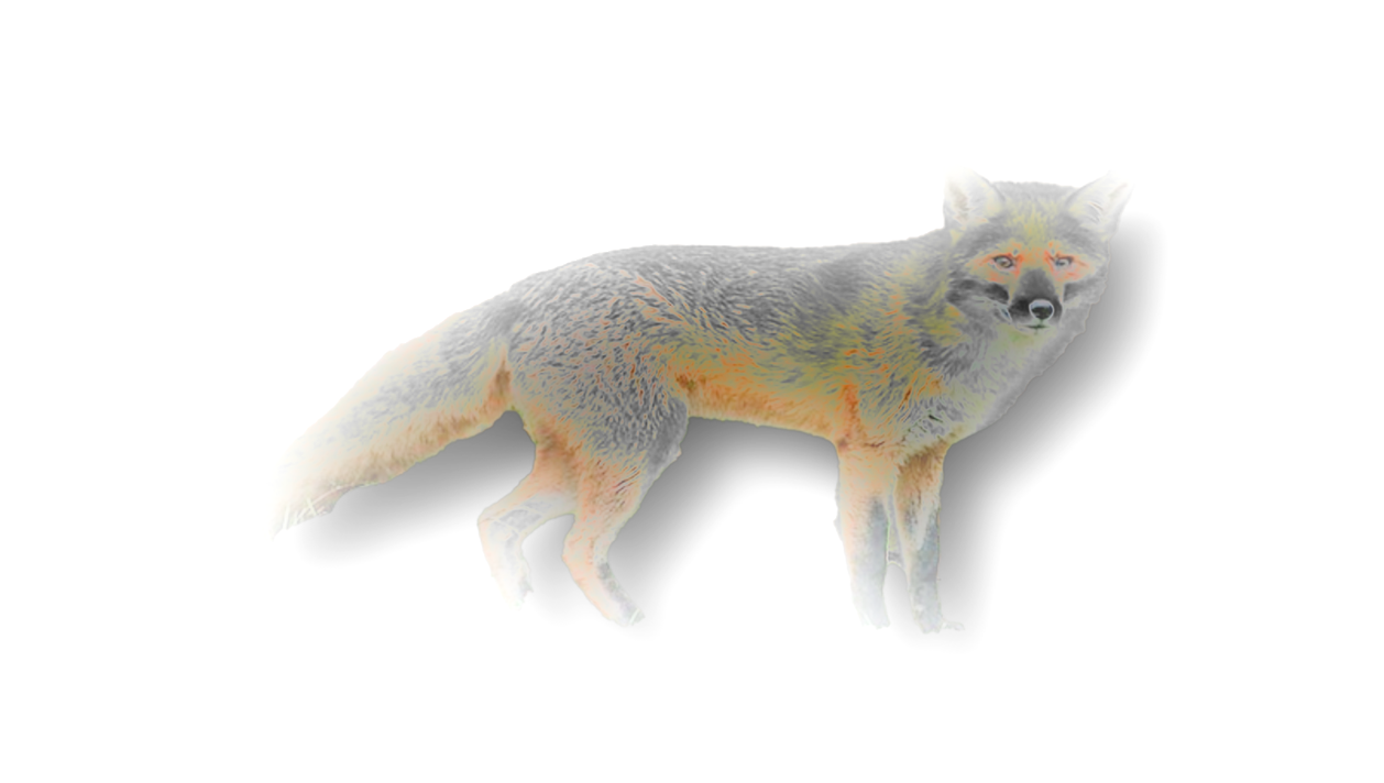 Fox.png