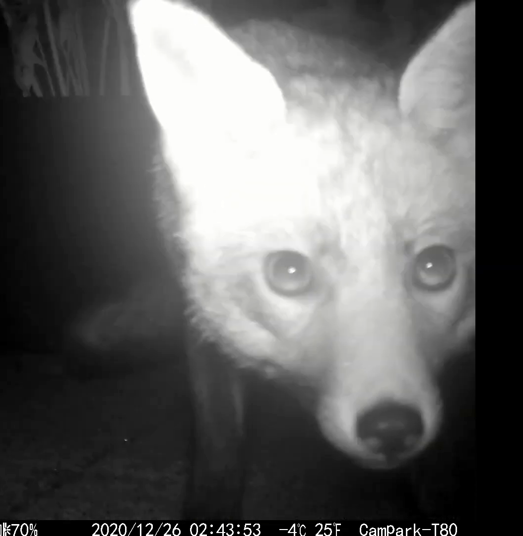 Renard.png
