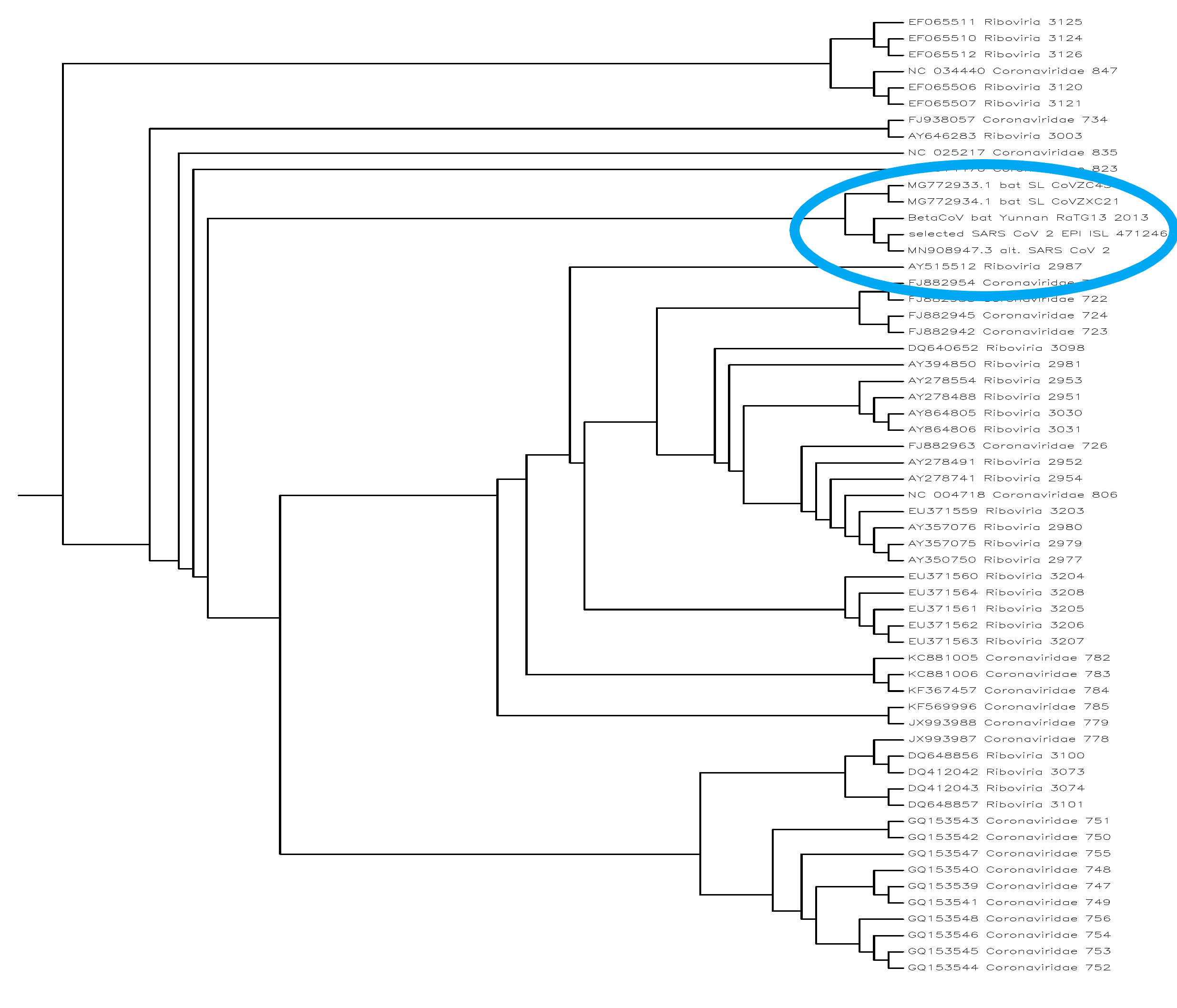 SarsCov2Phylogeny2.png